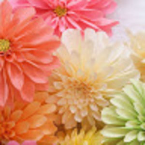 Meet your Posher, Romona